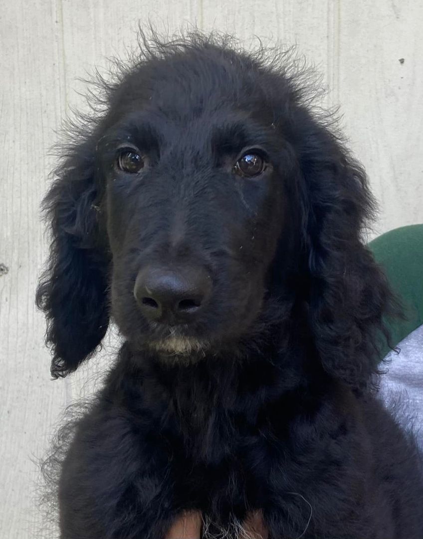 Enlarge Carmen#1F, a Adopted Goldendoodle in Orlando, FL image 1/1