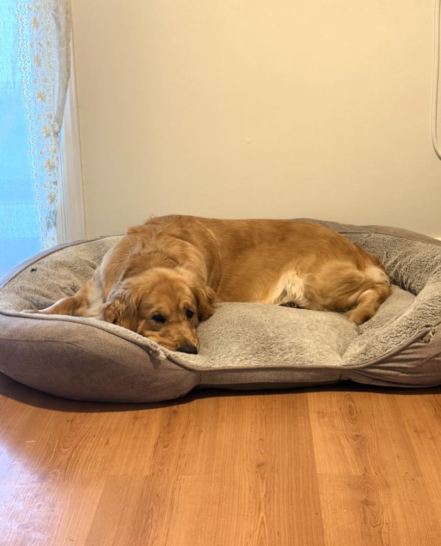 Enlarge Brookie, a Adoptable Golden Retriever in Owen Sound, ON image 4/4