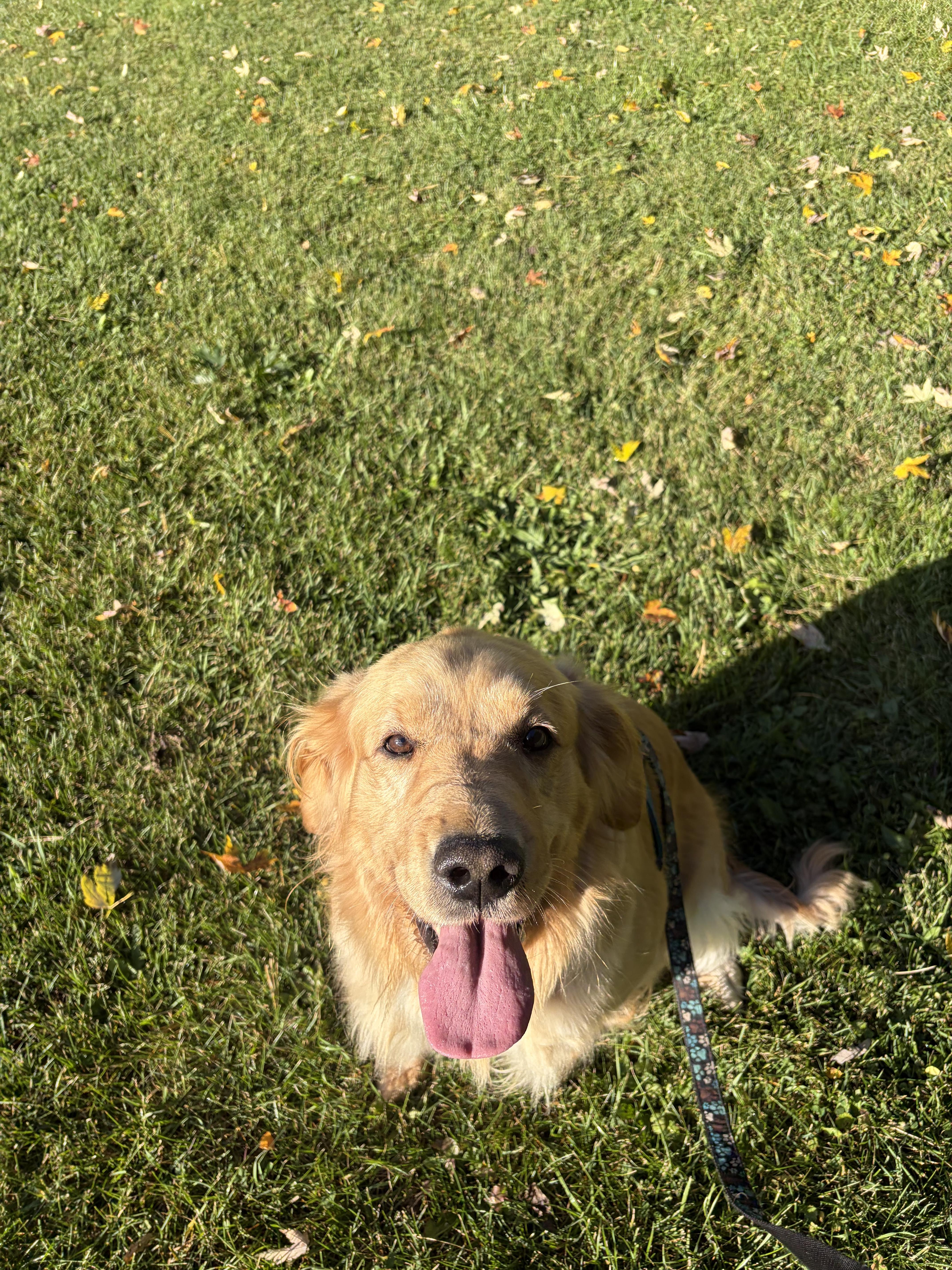 Enlarge Brookie, a Adoptable Golden Retriever in Owen Sound, ON image 2/4