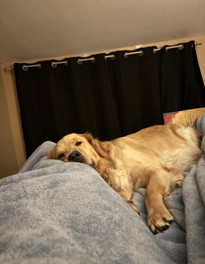 Enlarge Brookie, a Adoptable Golden Retriever in Owen Sound, ON image 3/4