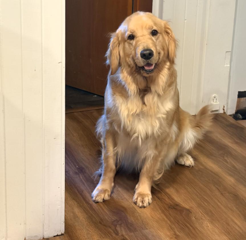 Enlarge Brookie, a Adoptable Golden Retriever in Owen Sound, ON image 1/4