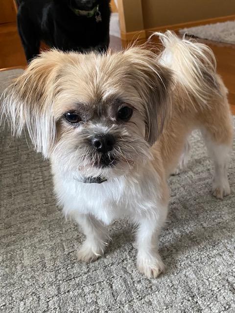 Enlarge Gio, an adopted Shih Tzu in Farmington, MN image 1/6