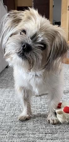 Enlarge Gio, an adopted Shih Tzu in Farmington, MN image 6/6