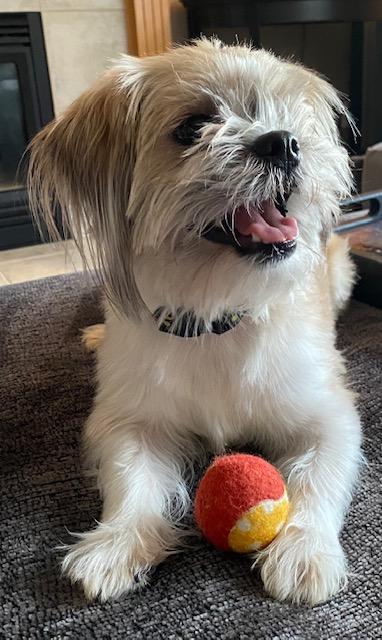 Enlarge Gio, an adopted Shih Tzu in Farmington, MN image 5/6