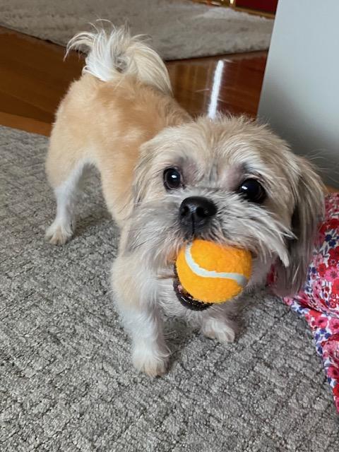 Enlarge Gio, an adopted Shih Tzu in Farmington, MN image 2/6