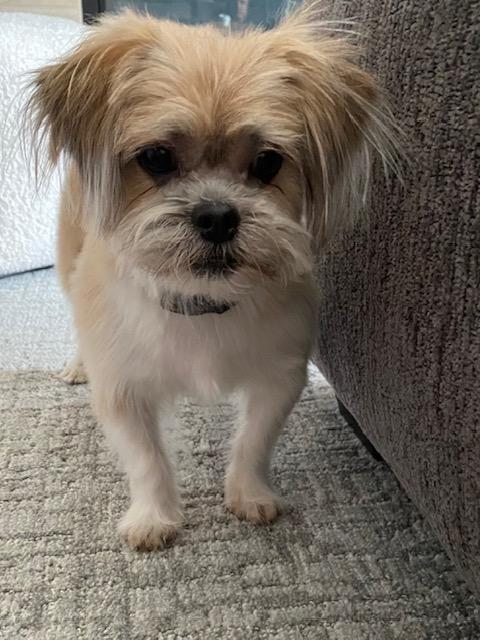 Enlarge Gio, an adopted Shih Tzu in Farmington, MN image 4/6