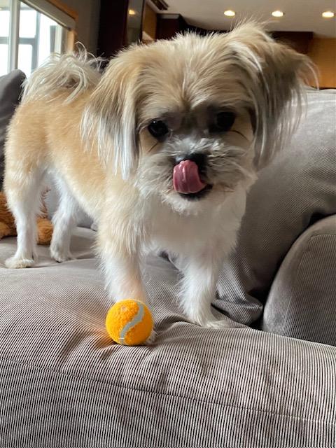 Enlarge Gio, an adopted Shih Tzu in Farmington, MN image 3/6