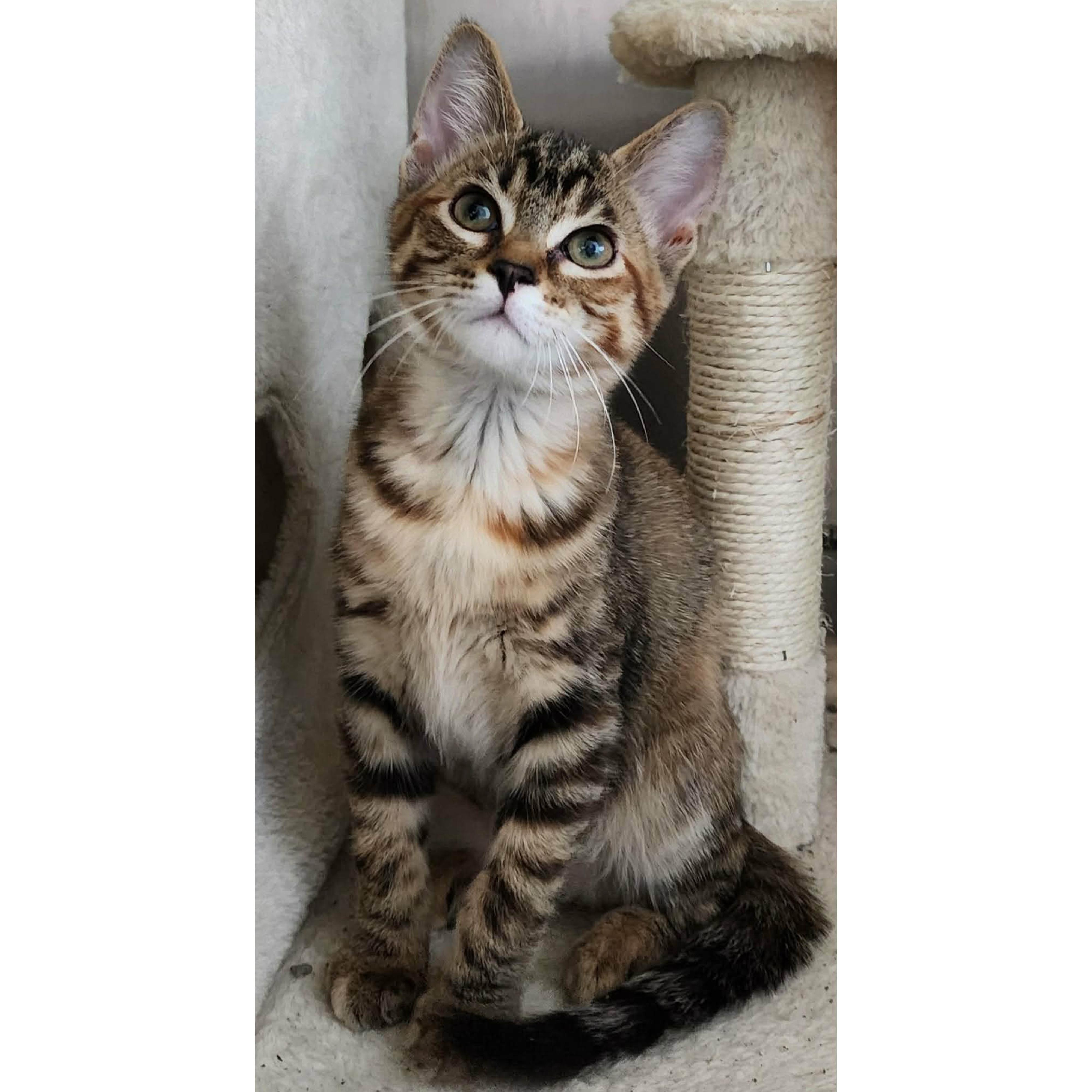 Enlarge Shingle, an adopted Domestic Short Hair in Stoughton, WI image 1/1