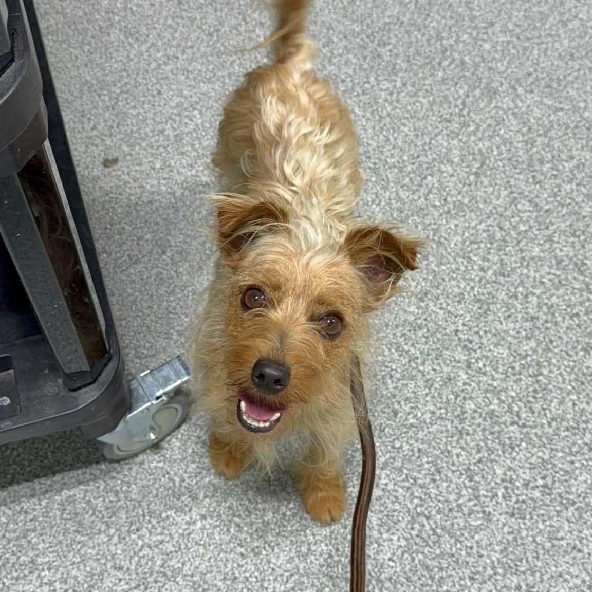 Kale, a ADOPTABLE mixed breed in Minooka, IL image 1/3
