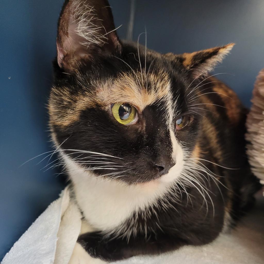 Enlarge Moesha, a Adoptable Domestic Short Hair in Tulsa, OK image 1/3