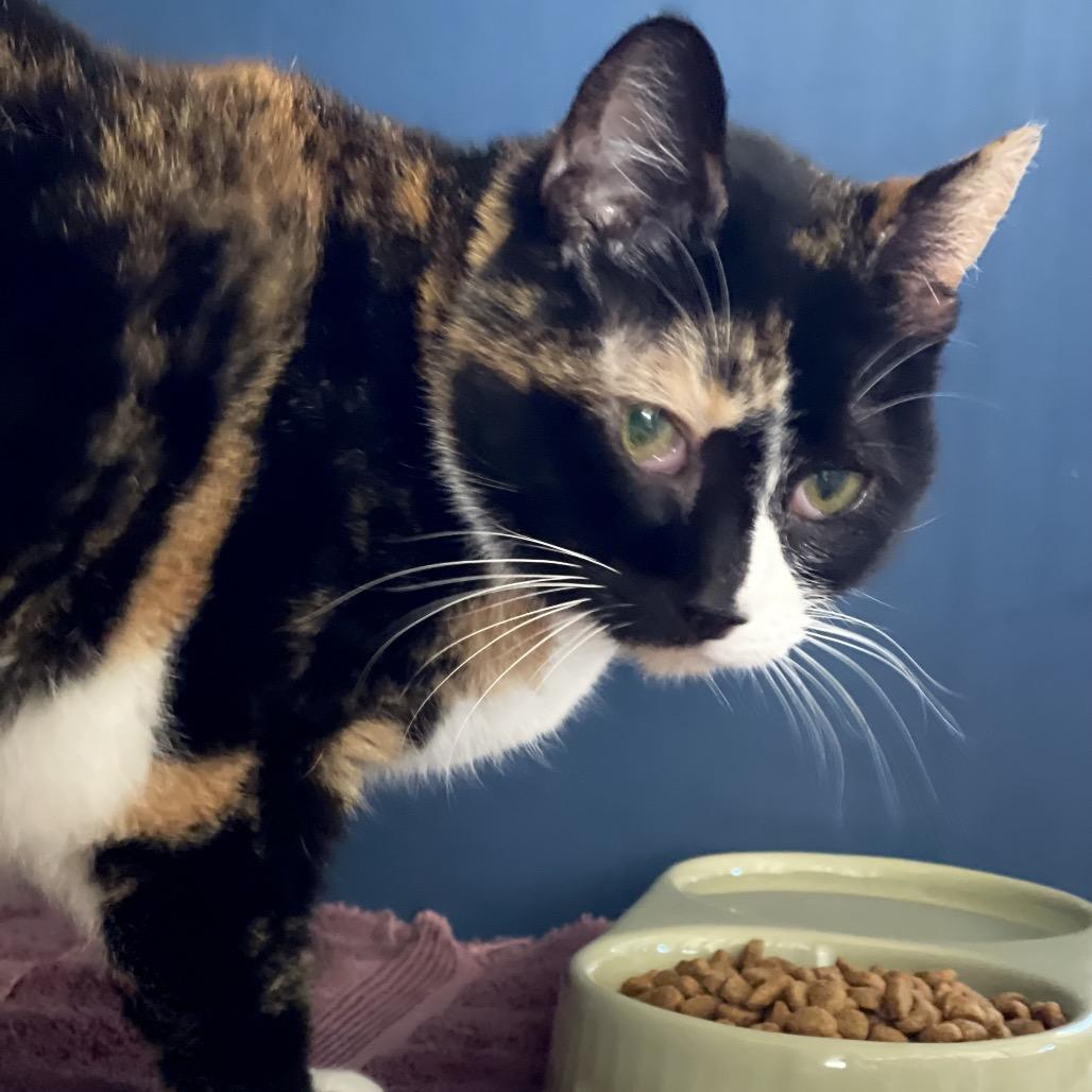 Enlarge Moesha, a Adoptable Domestic Short Hair in Tulsa, OK image 2/3