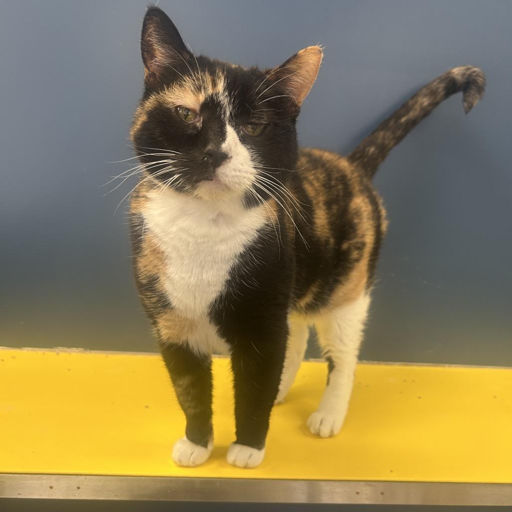 Enlarge Moesha, a Adoptable Domestic Short Hair in Tulsa, OK image 3/3