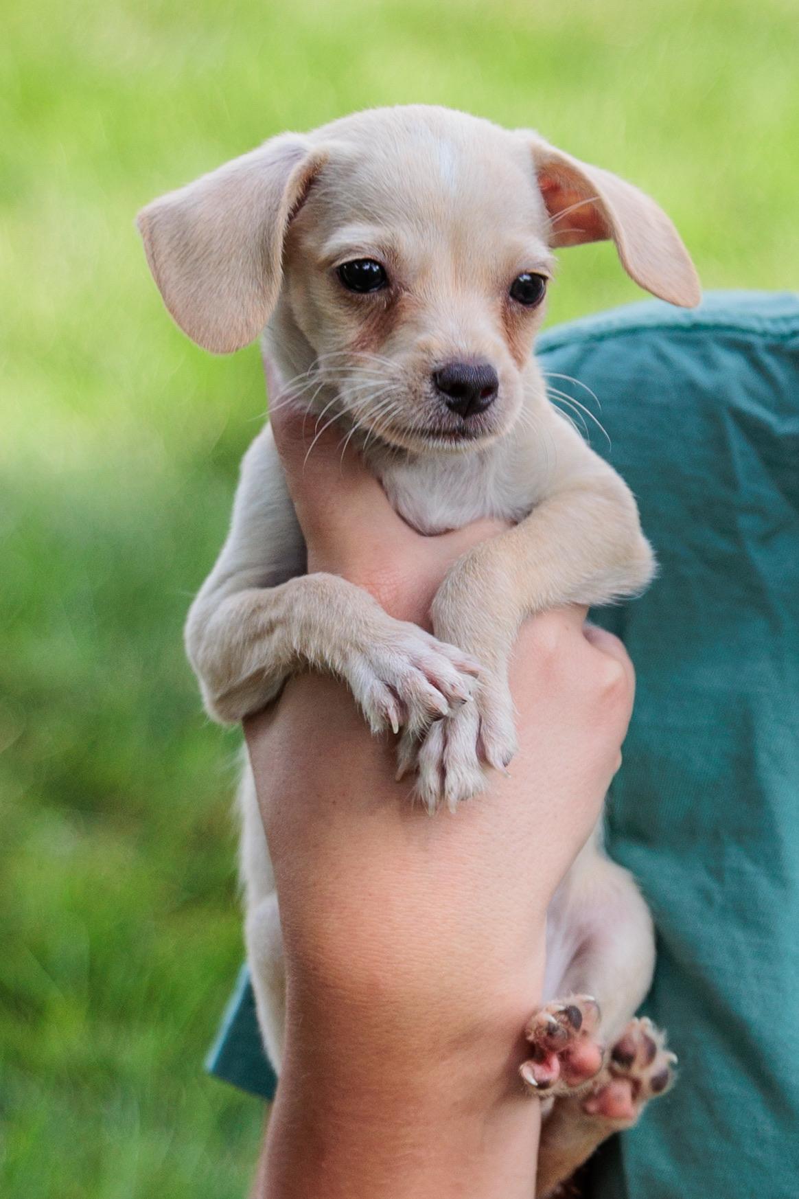Comet, a Adoptable mixed breed in Millsboro, DE image 5/6