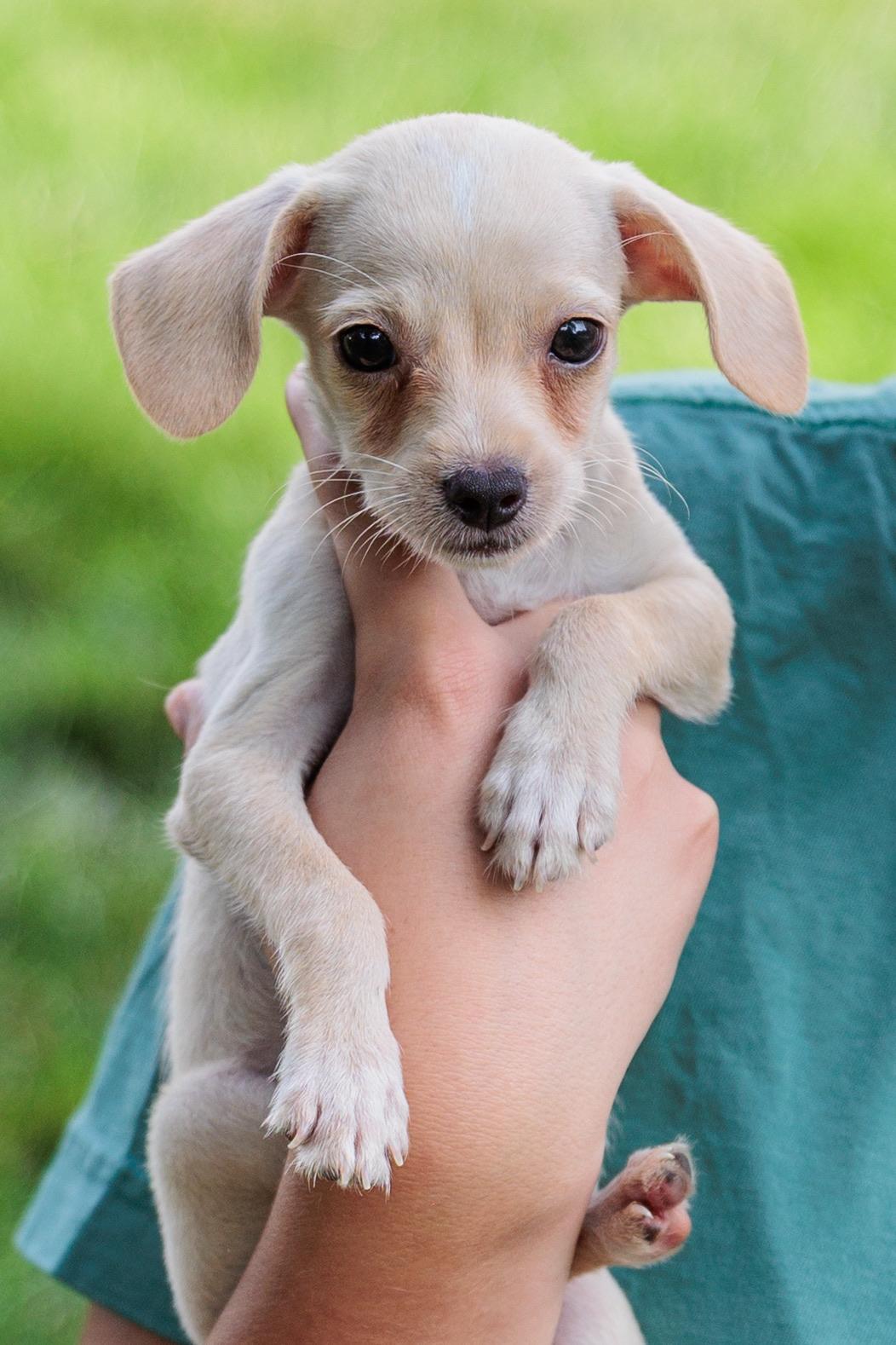 Comet, Adoptable, Puppy Female Terrier.