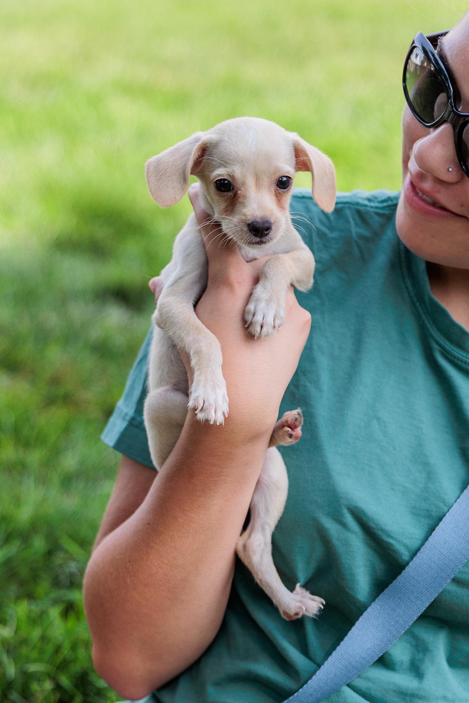 Comet, a Adoptable mixed breed in Millsboro, DE image 6/6
