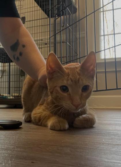 Enlarge Harry Styles, a Adoptable mixed breed in Lawrenceville, GA image 1/1