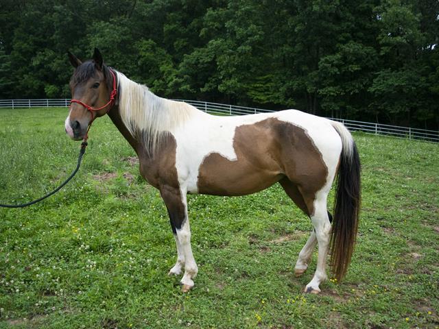 Enlarge NIGHTINGALE, a Adoptable Paint / Pinto in Union, MO image 1/1