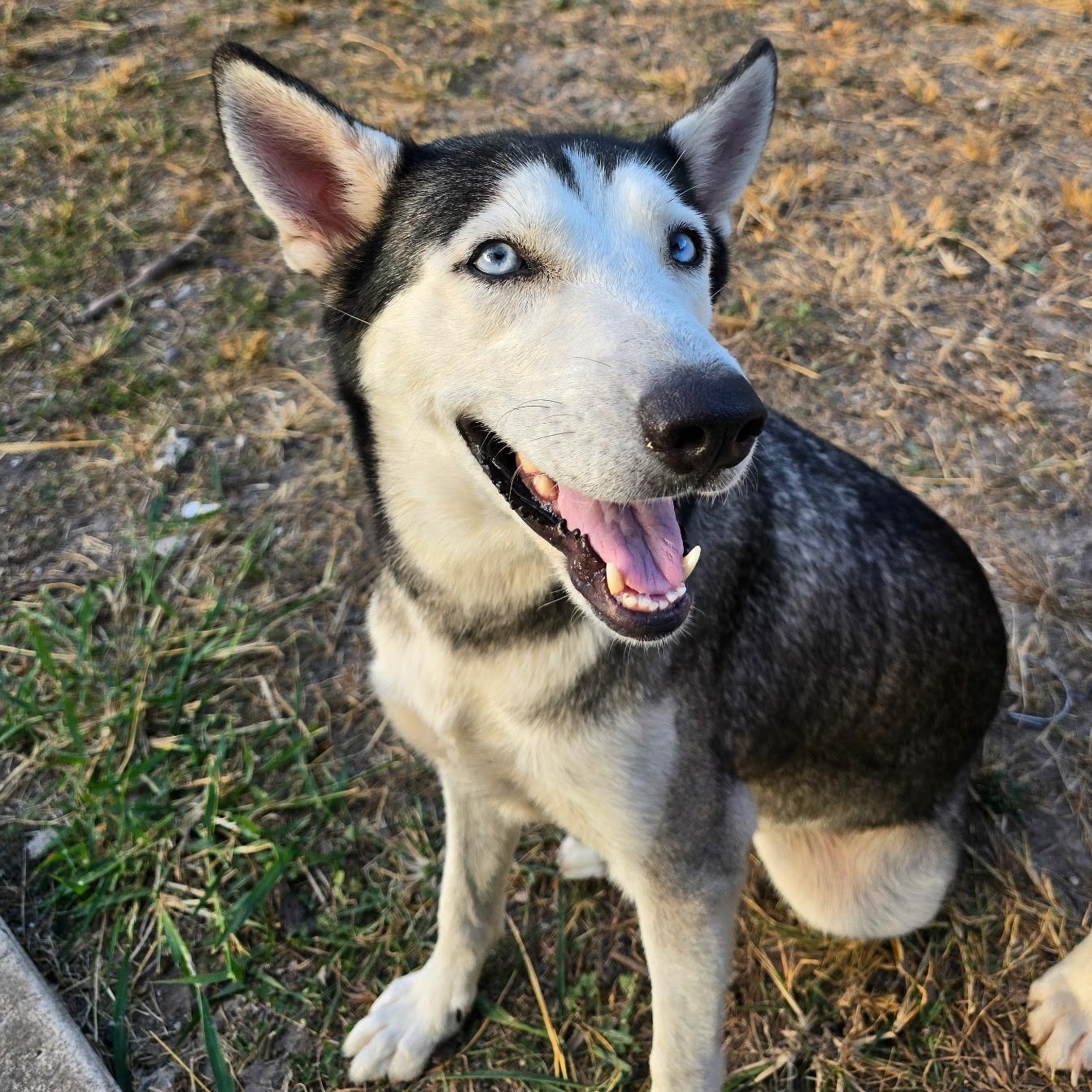 Enlarge Wolfie, a Adoptable Siberian Husky in Pittsburgh, PA image 4/4