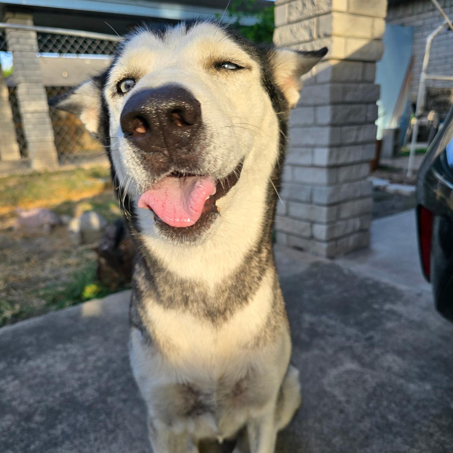 Enlarge Wolfie, a Adoptable Siberian Husky in Pittsburgh, PA image 3/4