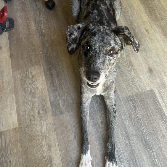 Delta, a Adoptable Catahoula Leopard Dog in Pittsford, VT image 1/2