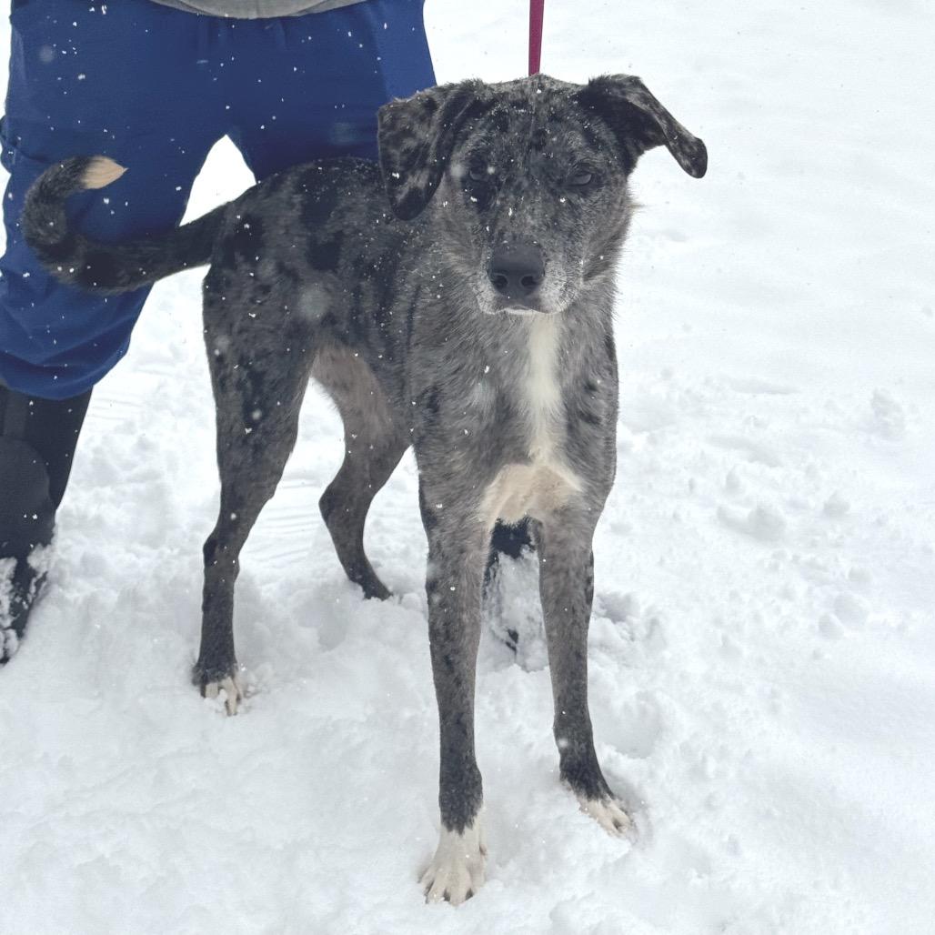 Delta, a Adoptable Catahoula Leopard Dog in Pittsford, VT image 2/2