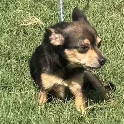 Gabby, an adopted mixed breed in Williston, VT image 3/3