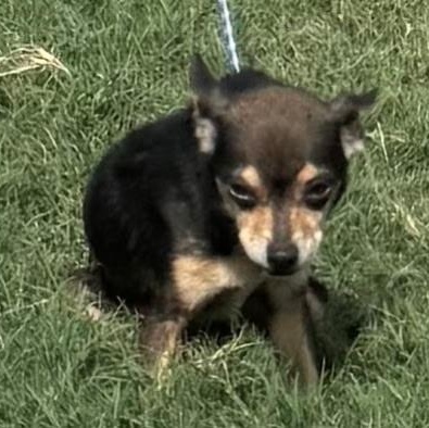 Gabby, an adopted mixed breed in Williston, VT image 2/3