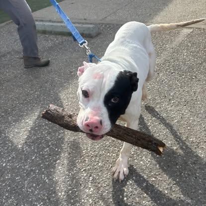 Enlarge WishBone, a ADOPTABLE mixed breed in Grass Valley, CA image 1/6