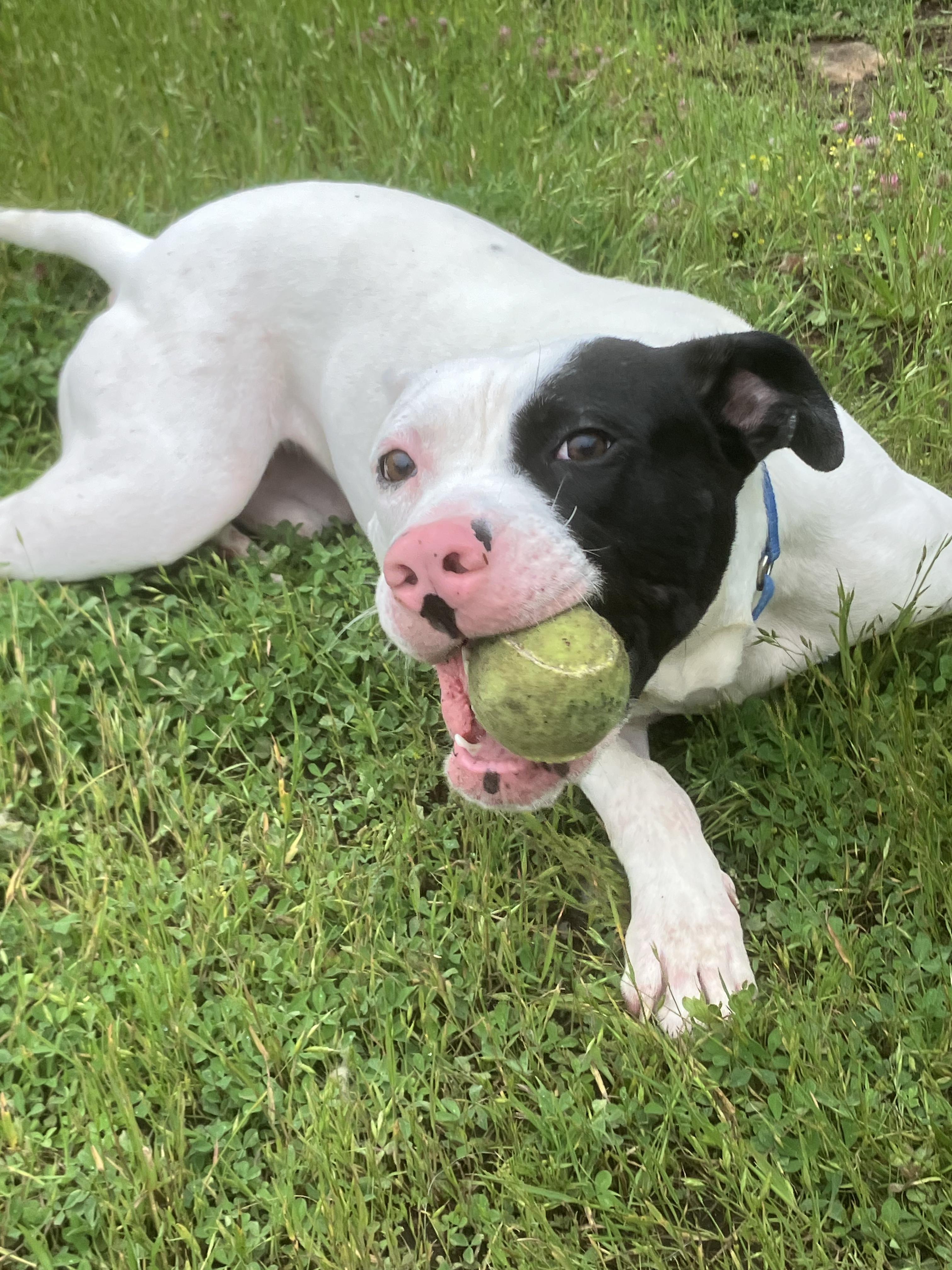 Enlarge WishBone, a ADOPTABLE mixed breed in Grass Valley, CA image 6/6