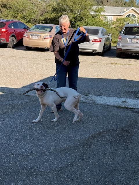 Enlarge WishBone, a ADOPTABLE mixed breed in Grass Valley, CA image 3/6