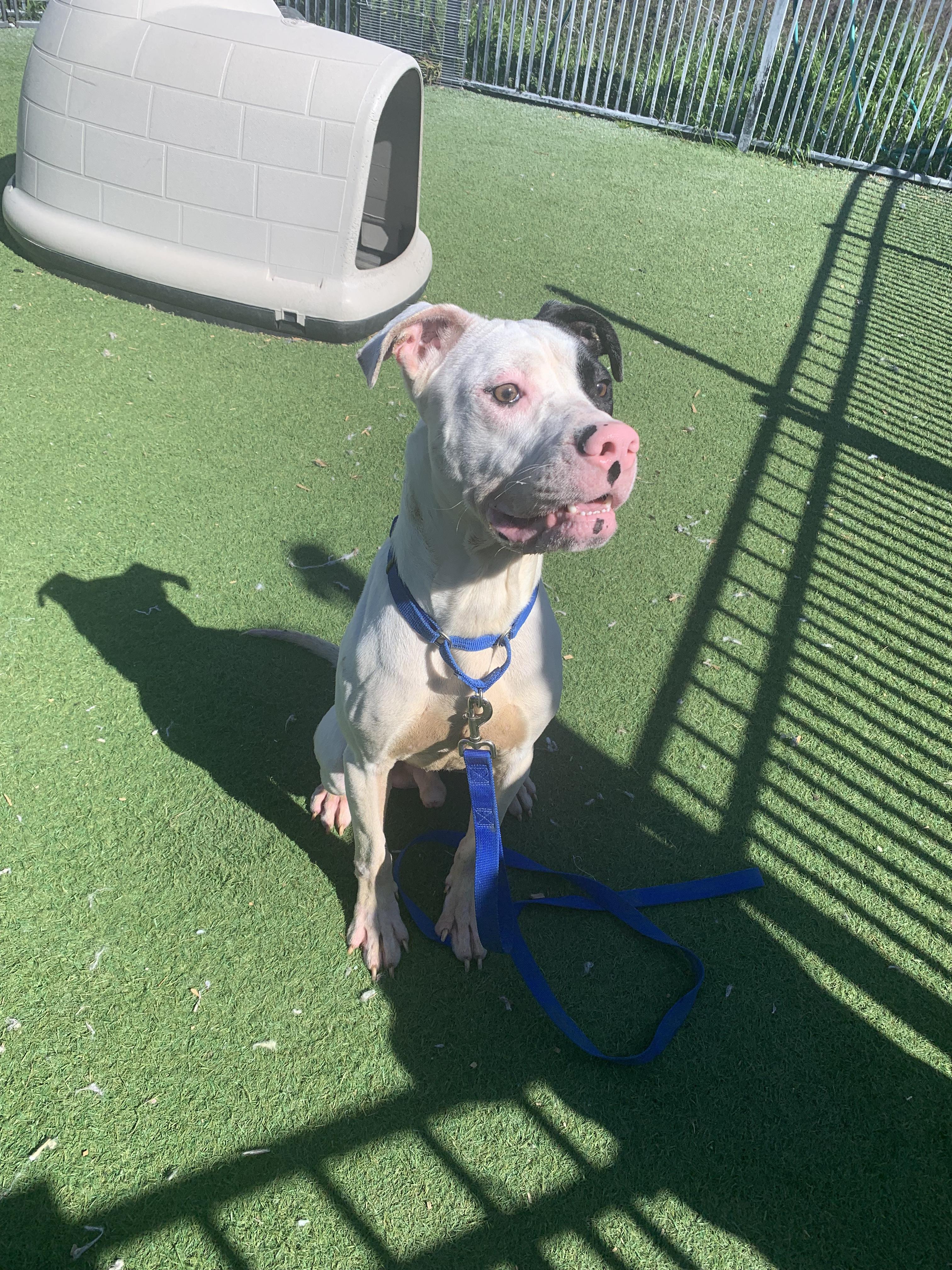 Enlarge WishBone, a ADOPTABLE mixed breed in Grass Valley, CA image 4/6