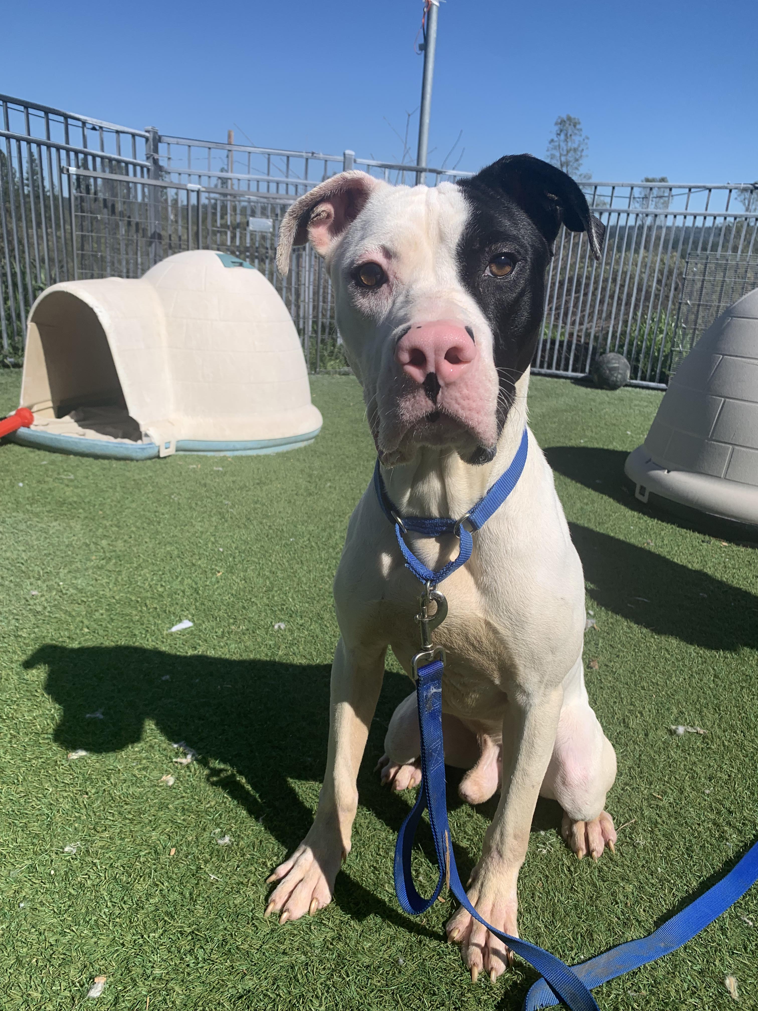 Enlarge WishBone, a ADOPTABLE mixed breed in Grass Valley, CA image 6/6