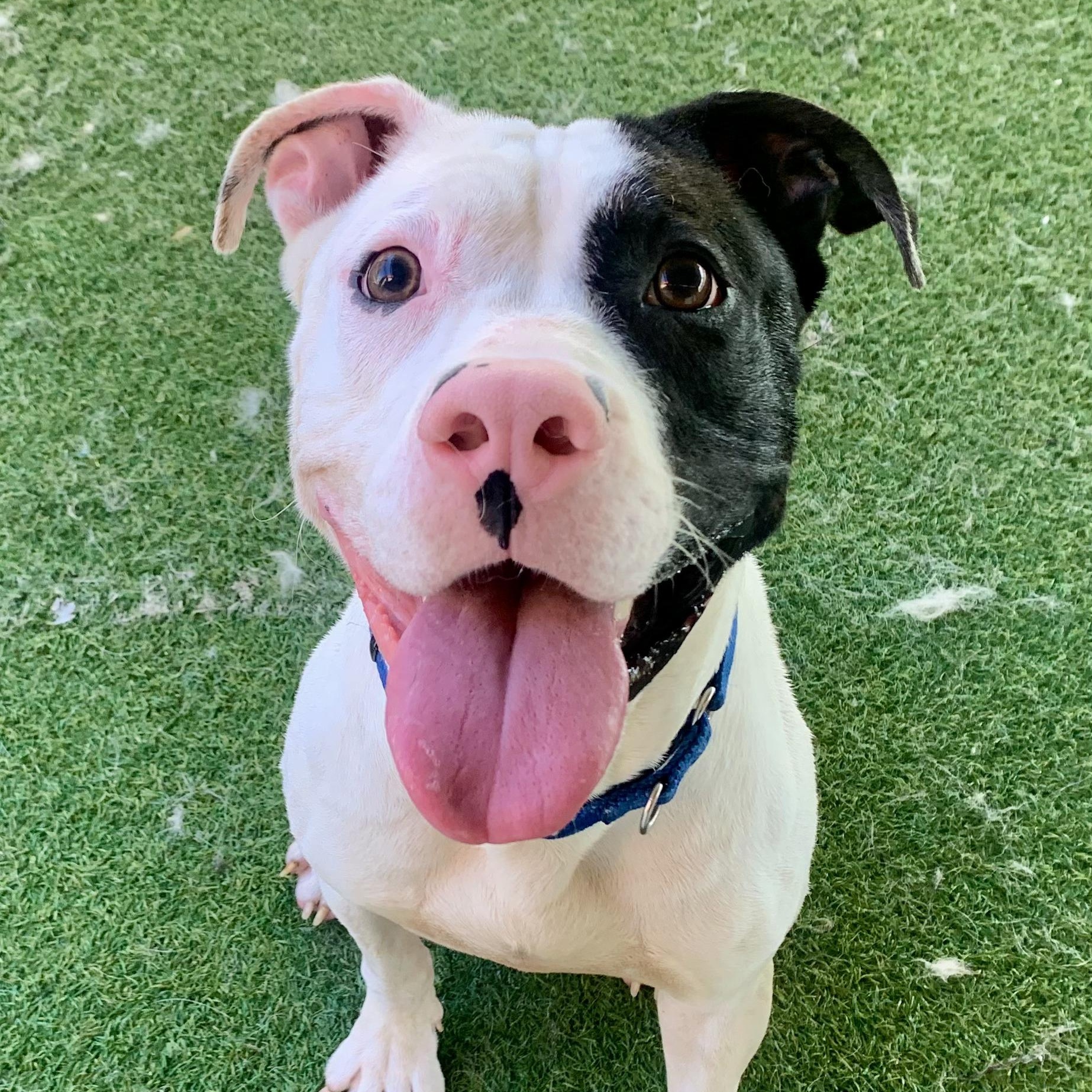 WishBone, ADOPTABLE, Young Male Pit Bull Terrier & American Bulldog.