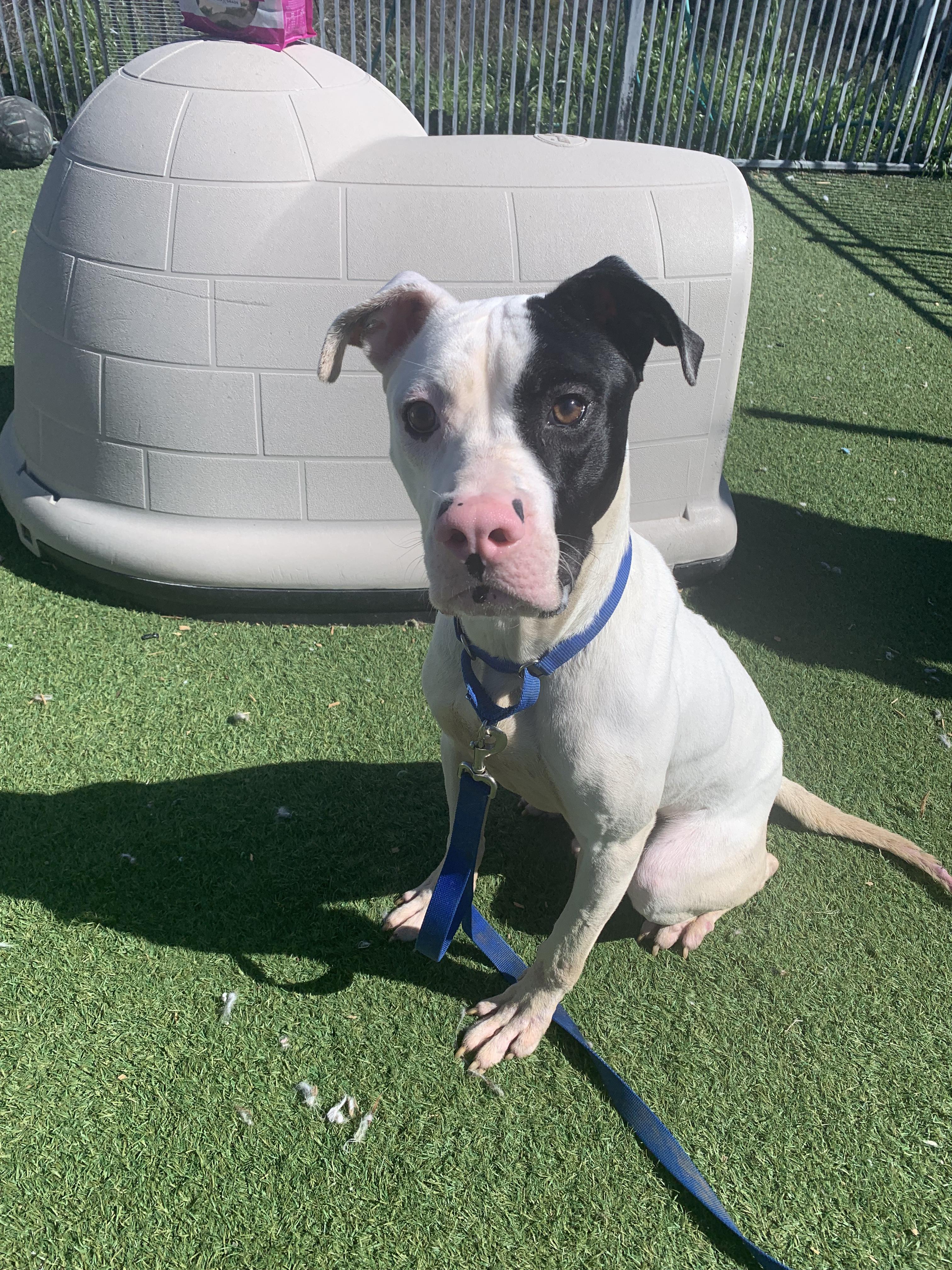 Enlarge WishBone, a ADOPTABLE mixed breed in Grass Valley, CA image 2/6