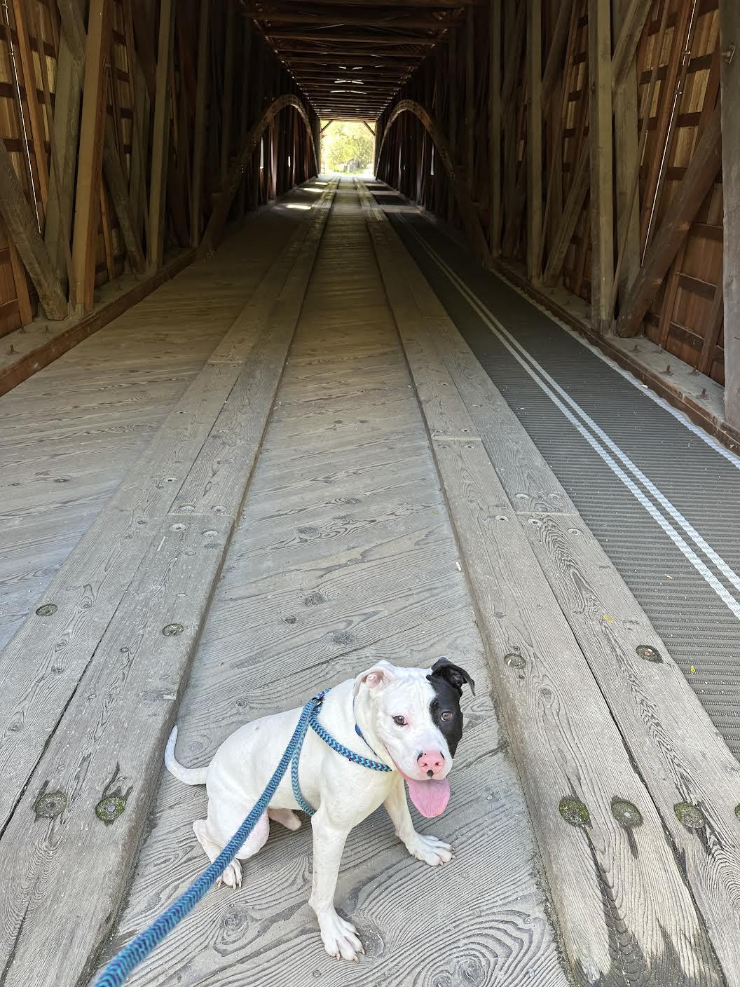 Enlarge WishBone, a ADOPTABLE mixed breed in Grass Valley, CA image 5/6