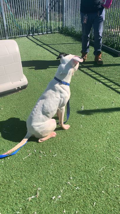 Enlarge WishBone, a ADOPTABLE mixed breed in Grass Valley, CA video 5/6