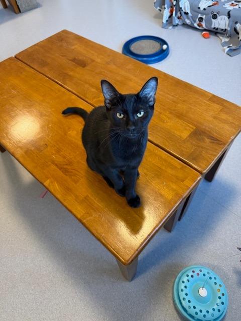 Enlarge Layton, a Adoptable Domestic Short Hair in North Royalton, OH image 1/2