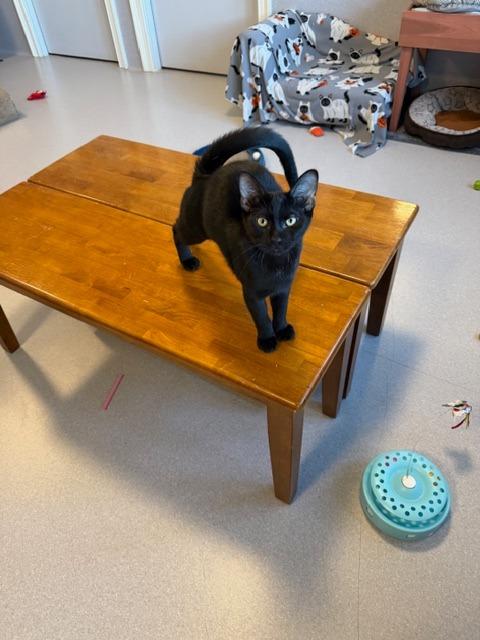 Enlarge Layton, a Adoptable Domestic Short Hair in North Royalton, OH image 2/2