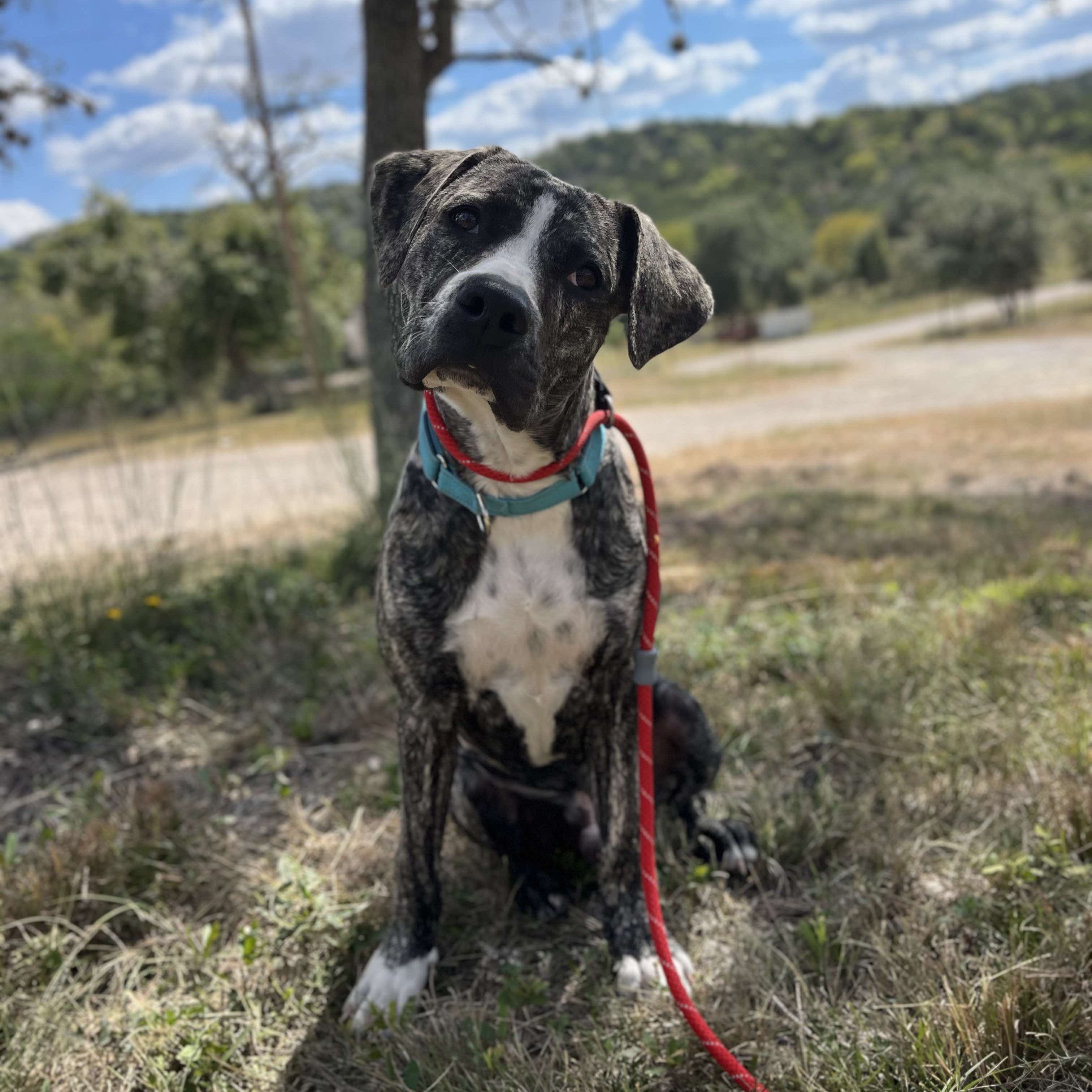 Dog for adoption Denver, a Catahoula Leopard Dog Mix in East Hartford