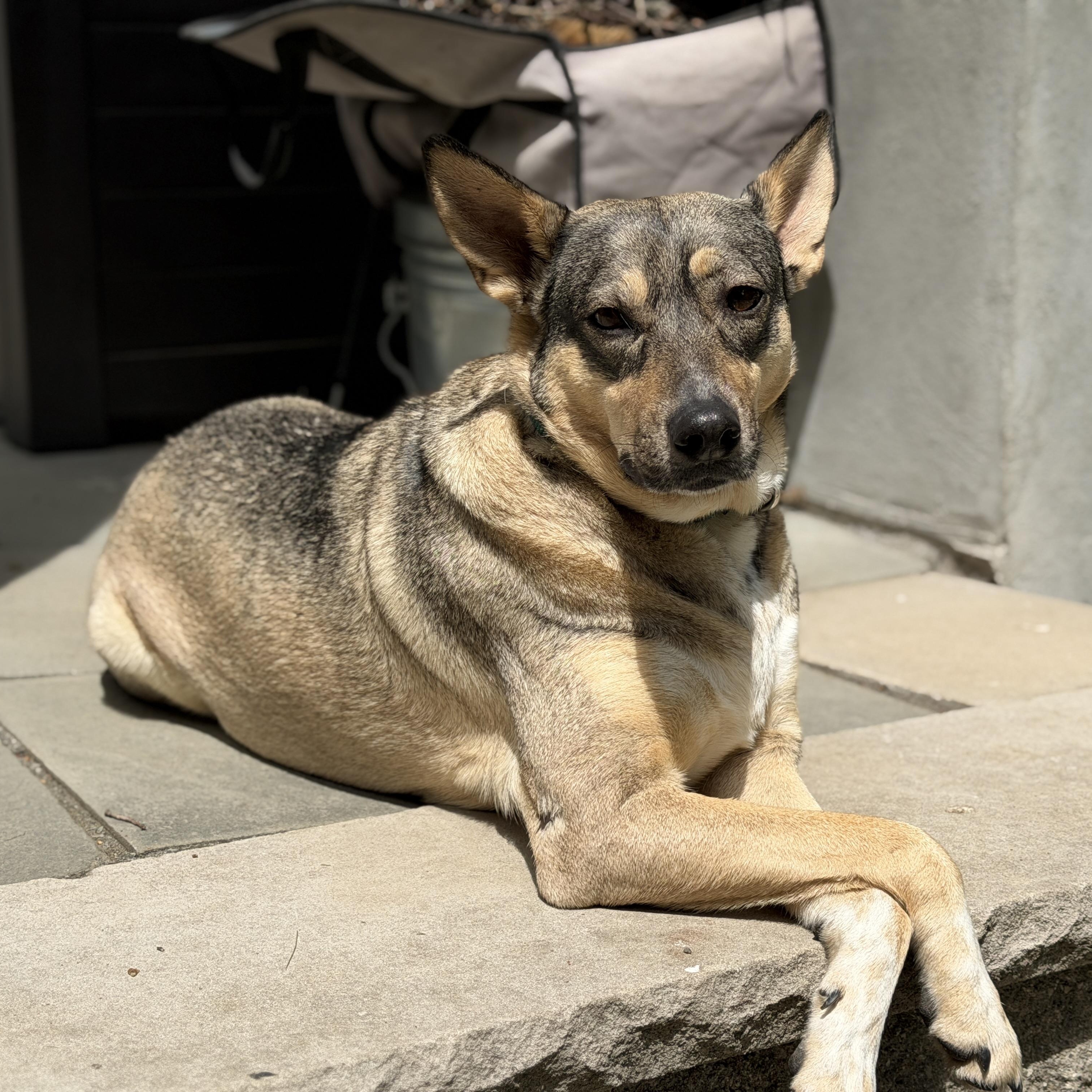Trinity, Adoptable, Adult Female German Shepherd Dog & Cattle Dog.