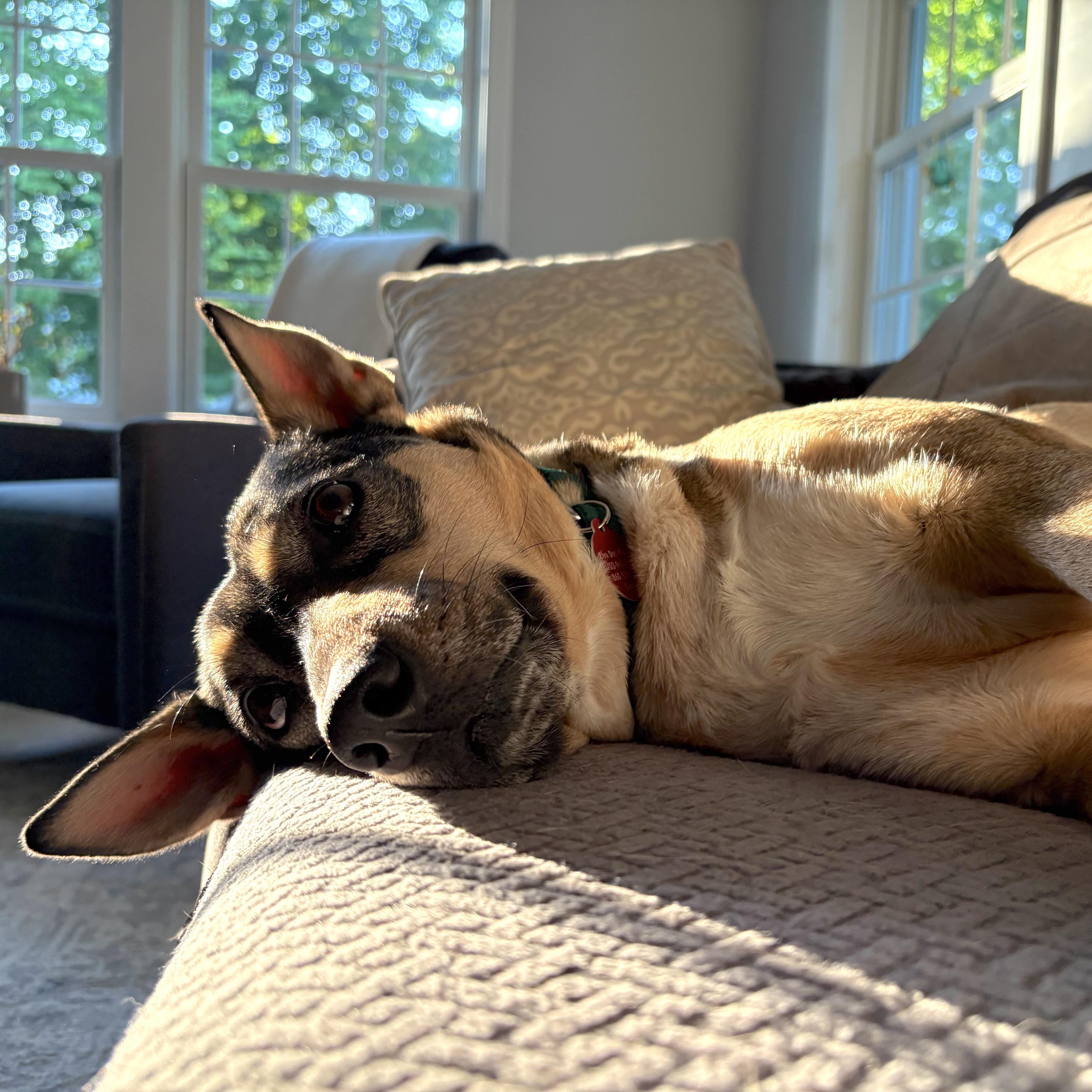 Trinity, a Adoptable mixed breed in Chatham, NJ image 2/6