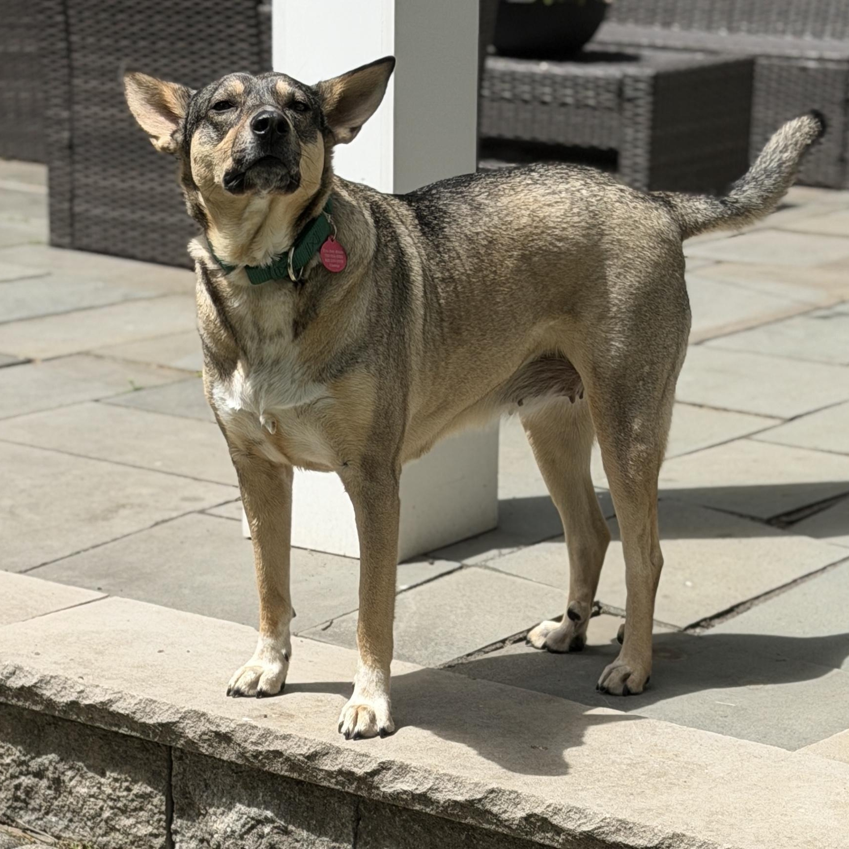 Trinity, a Adoptable mixed breed in Chatham, NJ image 6/6