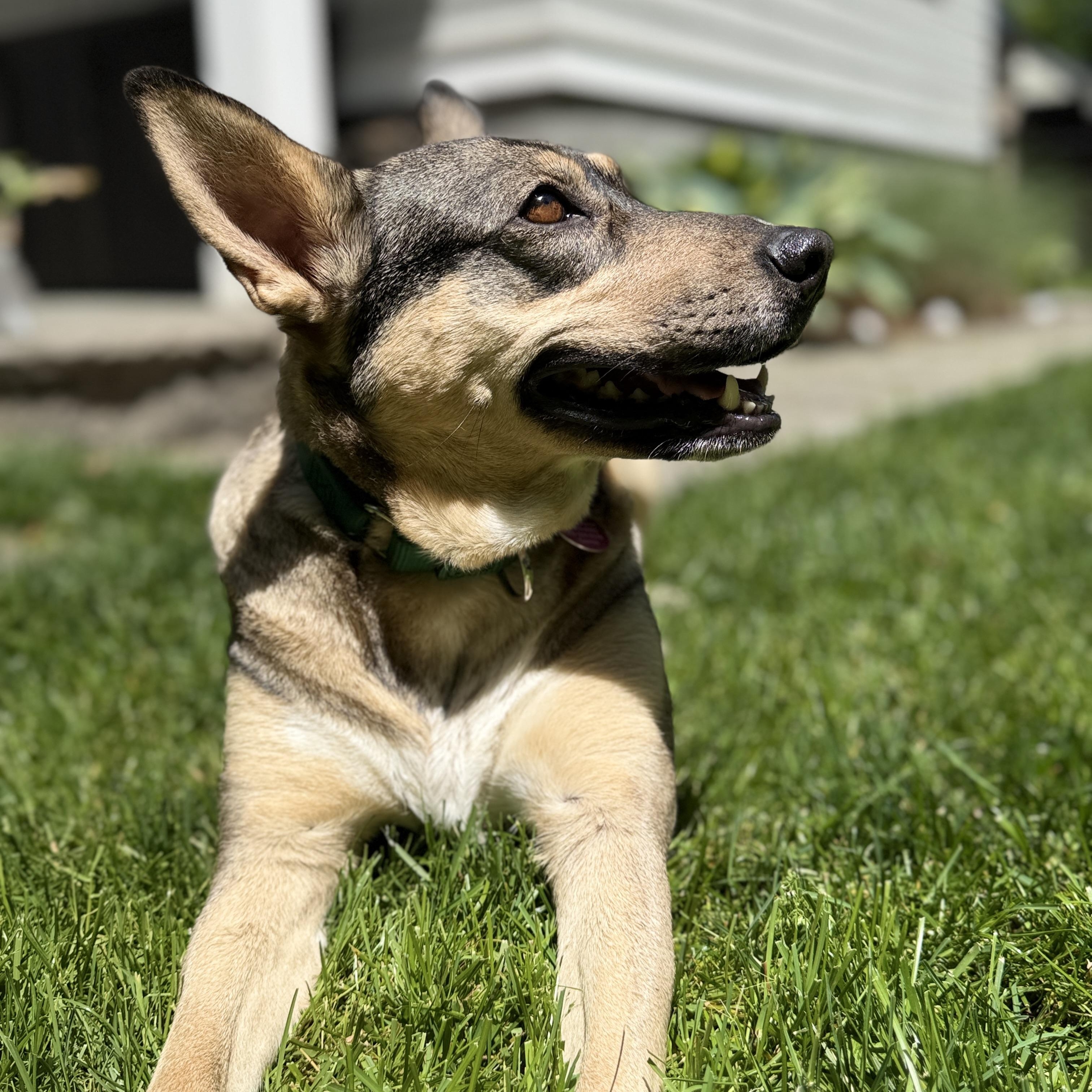 Trinity, a Adoptable mixed breed in Chatham, NJ image 5/6