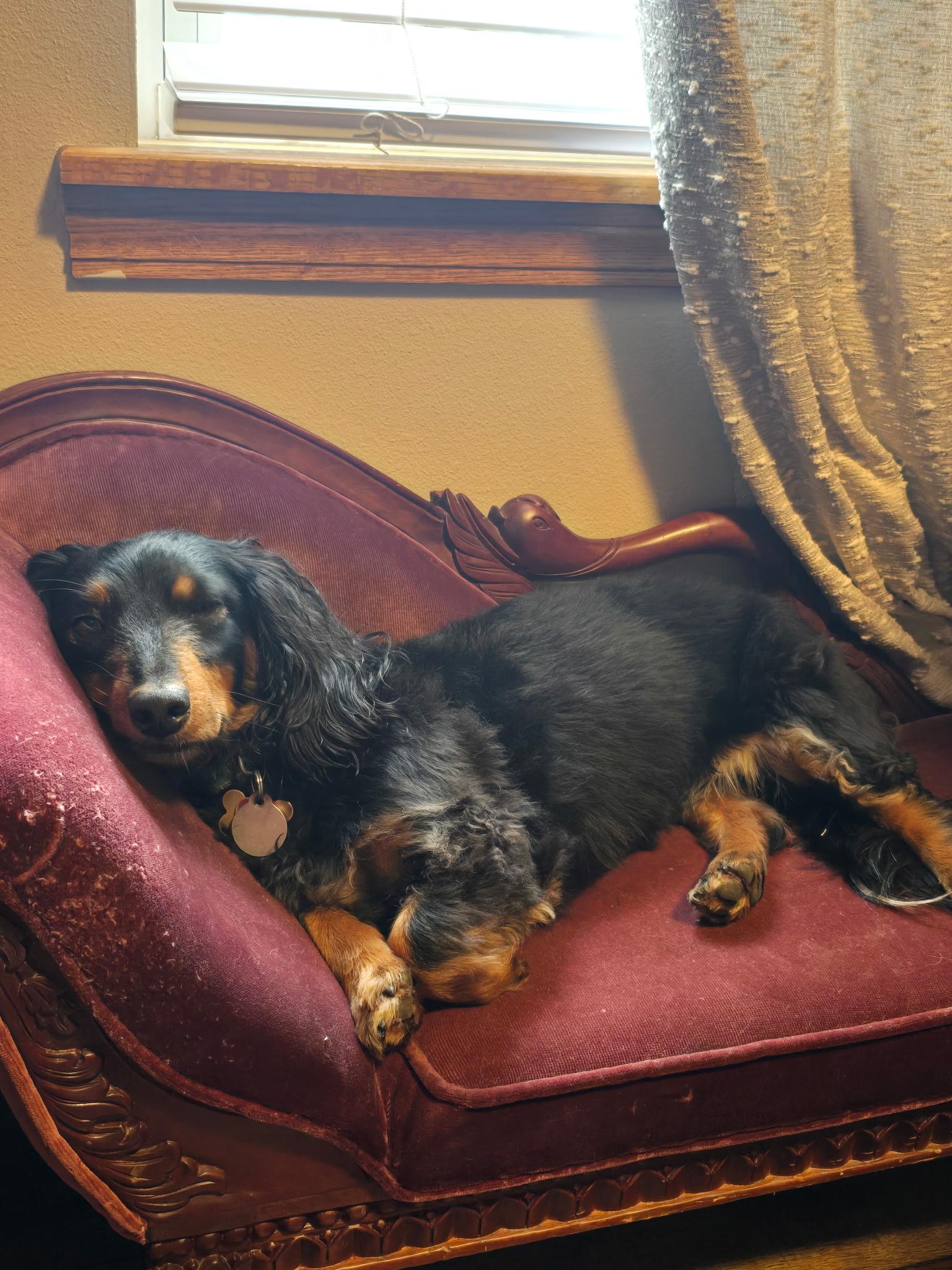 Enlarge Jager CL, a Adoptable Dachshund (Long Haired) in Olathe, KS image 4/6