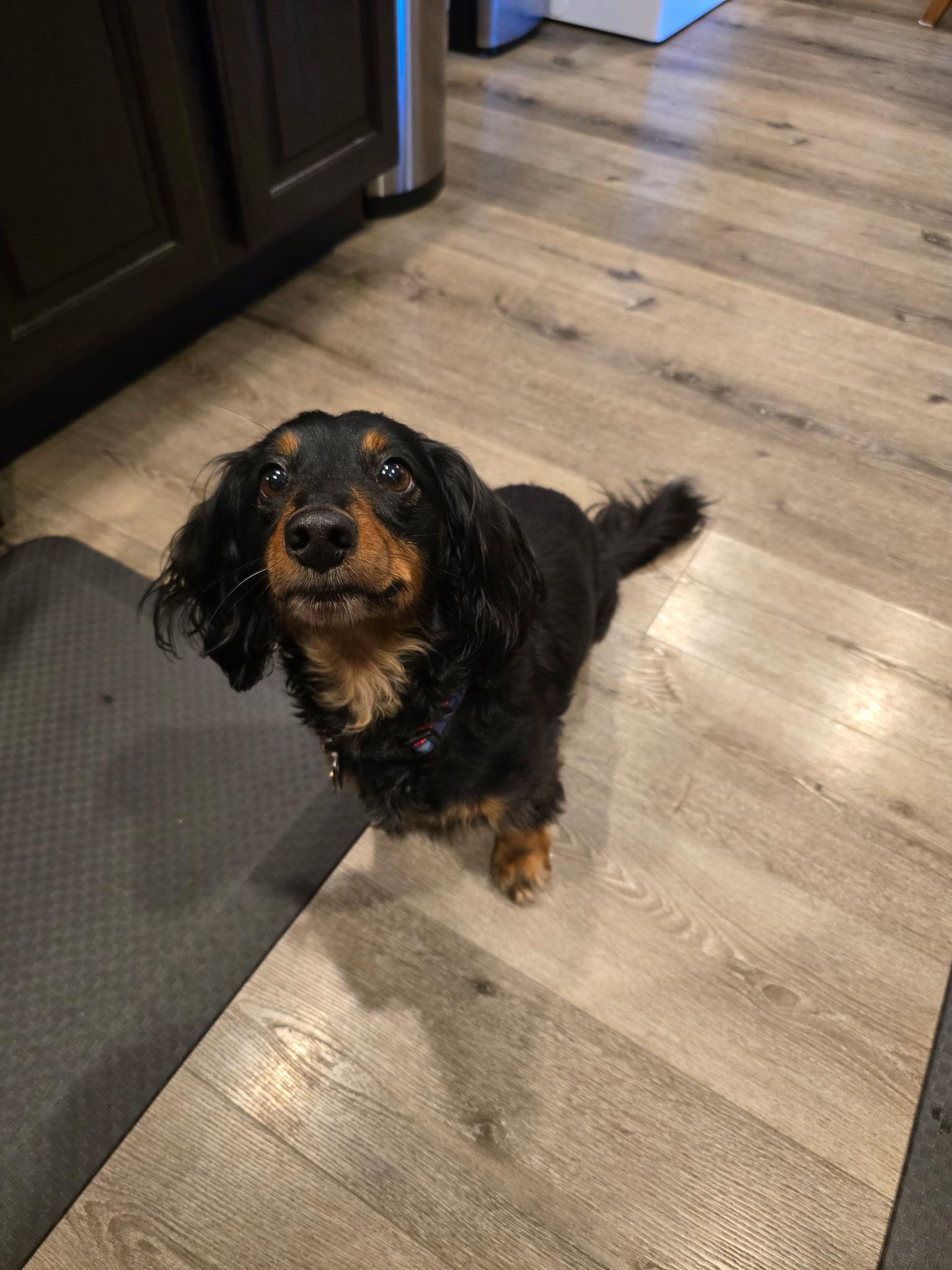 Jager CL, Adoptable, Adult Male Dachshund (Long Haired).