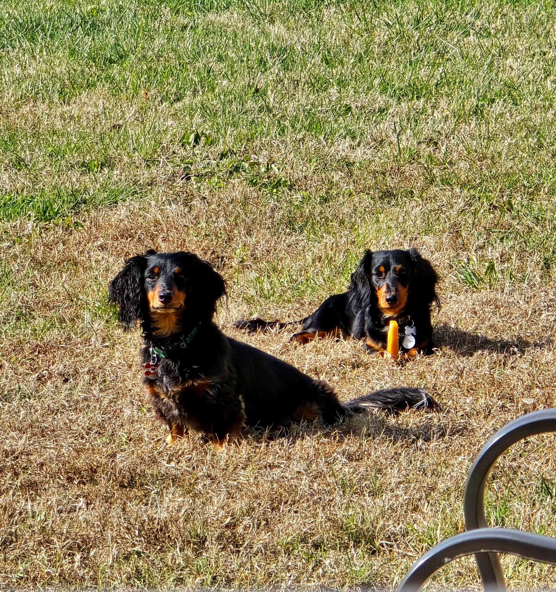 Enlarge Jager CL, a Adoptable Dachshund (Long Haired) in Olathe, KS image 3/6