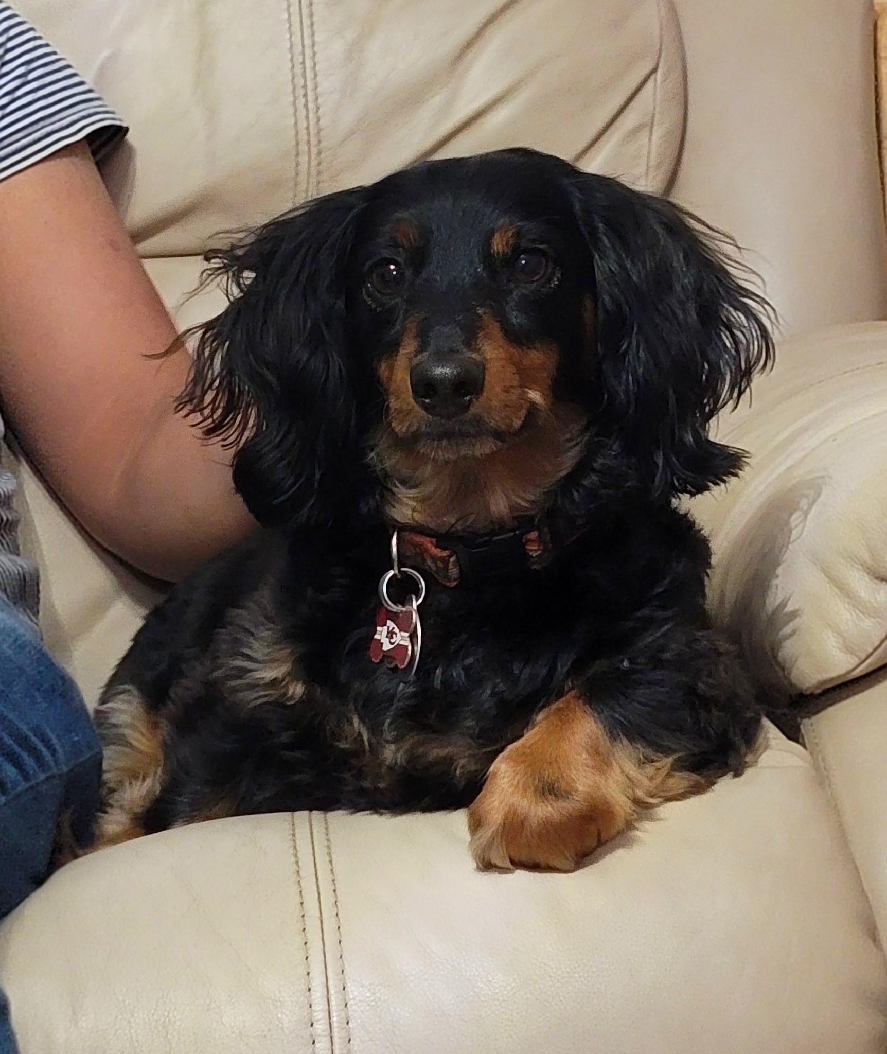 Enlarge Jager CL, a Adoptable Dachshund (Long Haired) in Olathe, KS image 5/6