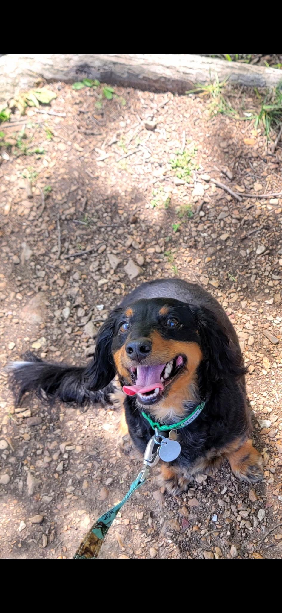 Enlarge Jager CL, a Adoptable Dachshund (Long Haired) in Olathe, KS image 2/6