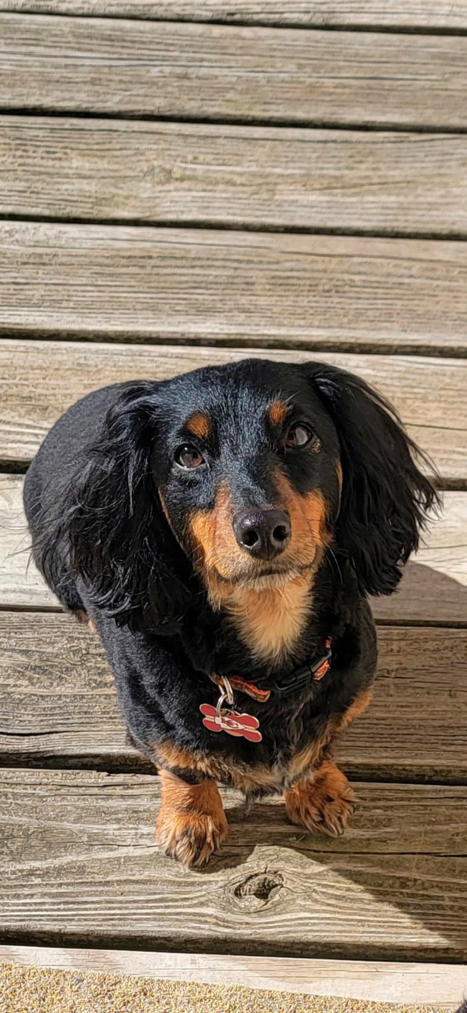 Enlarge Jager CL, a Adoptable Dachshund (Long Haired) in Olathe, KS image 6/6