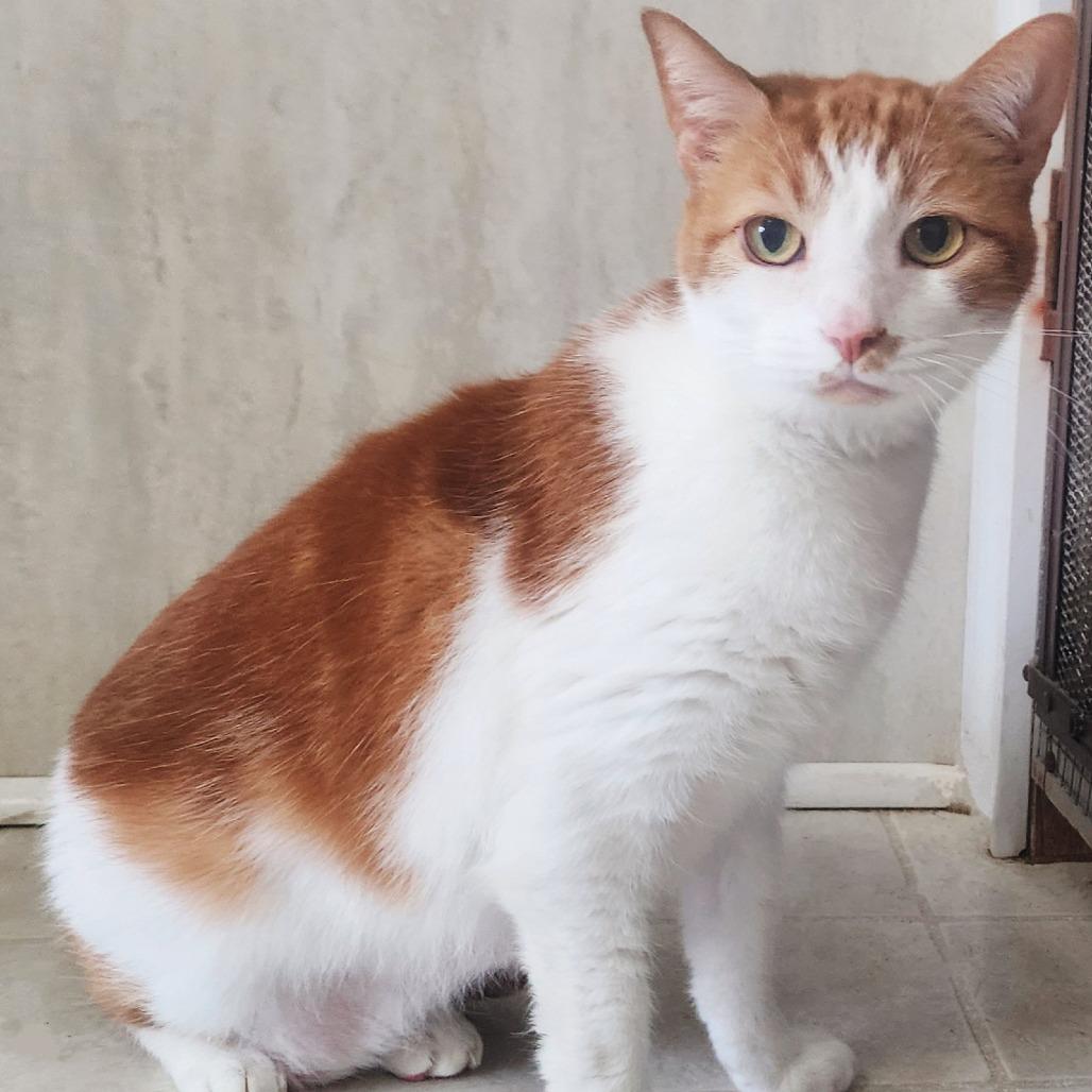 Blaze, Adoptable, Senior Male Domestic Short Hair.